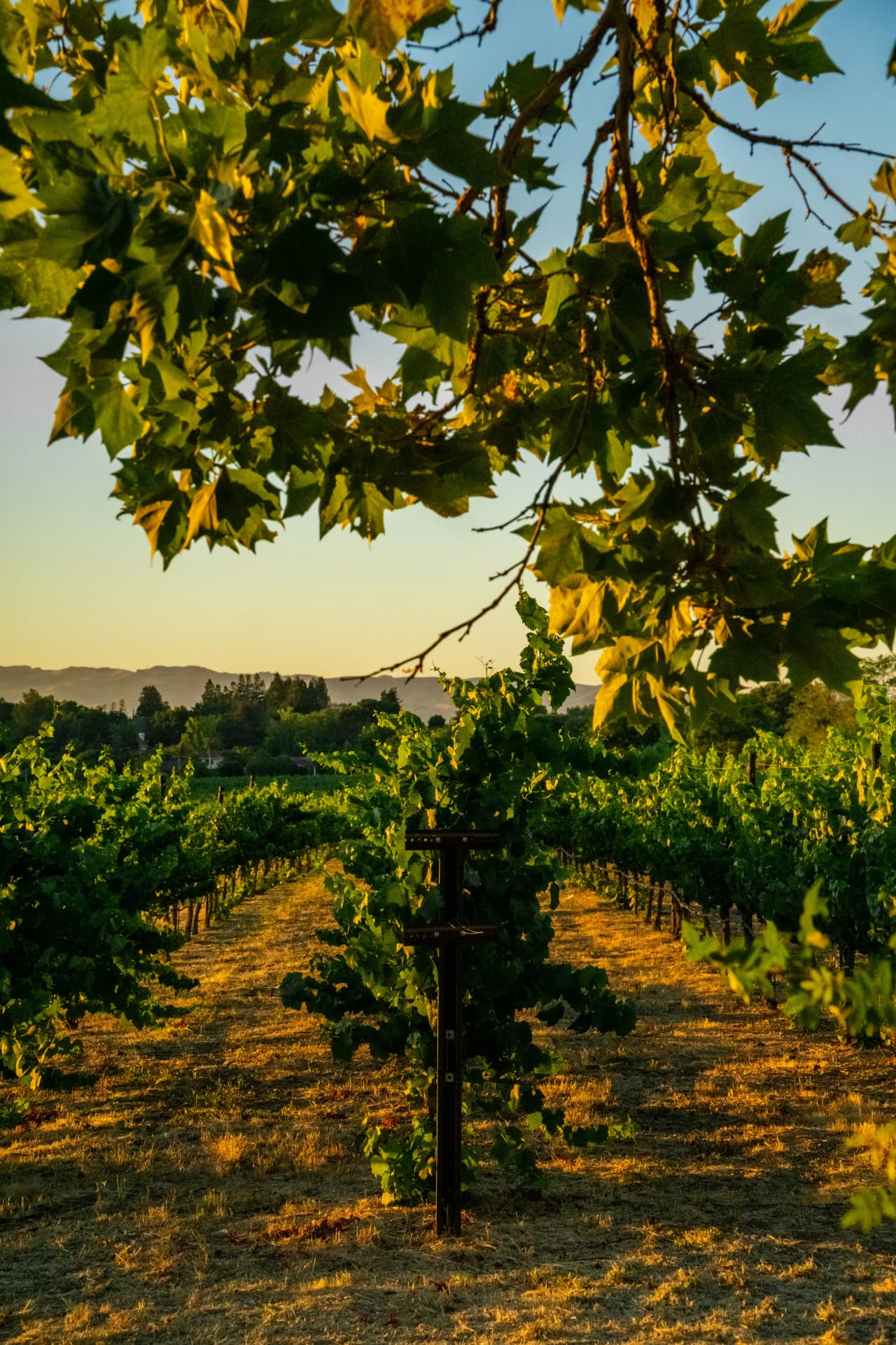 Viñedos de Parras al atardecer